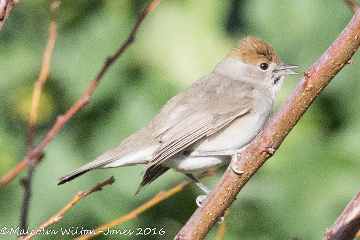 Blackcap; Curruca Capirotada