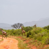 Kenya Parco Tsavo di 