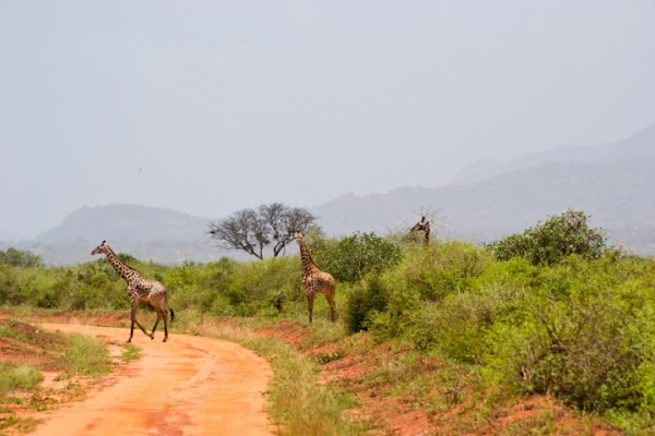 Kenya Parco Tsavo di maggifranci