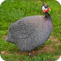 Guinea Fowl Sounds  Calls