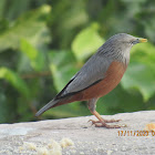 Chestnut-tailed Starling