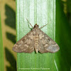 Spilomelinae Moth