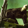 White-throated Capuchin