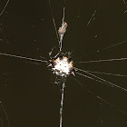 Black-and-White Spiny Spider with Prey