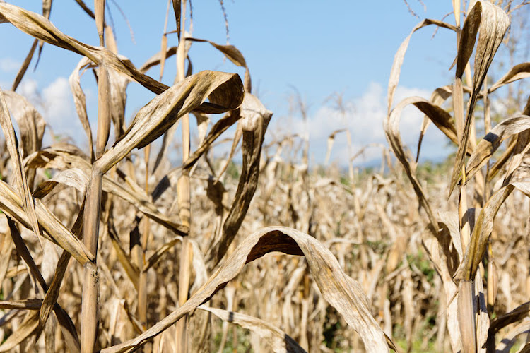 Drought has left the poor reeling as food scarcity and imports cause prices to soar, says DA leader John Steenhuisen. Stock photo.