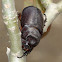 Asiatic Rhinoceros Beetle