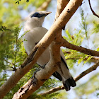 Bali Starling