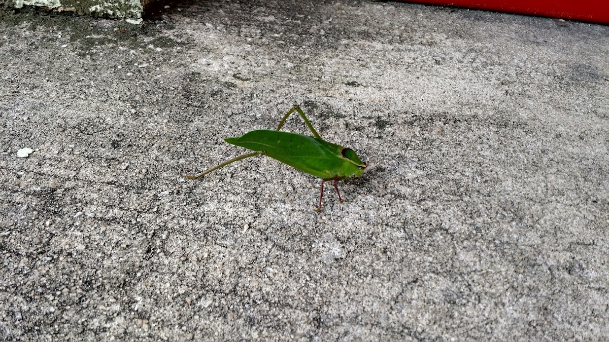 Florida False Katydid