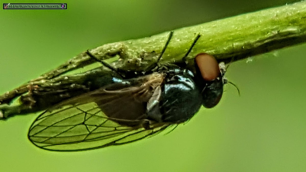 Metallic-Green Tomato Fly