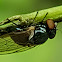 Metallic-Green Tomato Fly