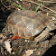 Gopher Tortoise