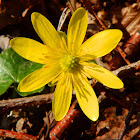 Lesser celandine