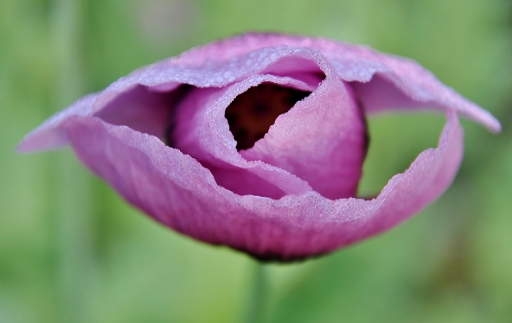 Papavero rosa di jappone