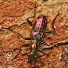 Ground Beetle