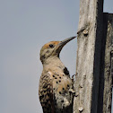 Red-shafted northern flicker