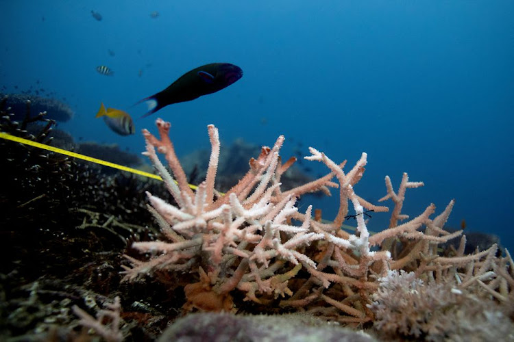 A bleaching coral is seen in the place where abandoned fishing nets covered it in a reef at the protected area of Ko Losin, Thailand June 20, 2021.