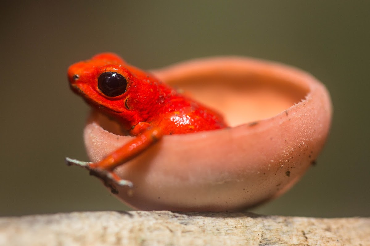 Strawberry Posion Dart Frog