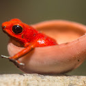 Strawberry Posion Dart Frog