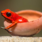 Strawberry Posion Dart Frog