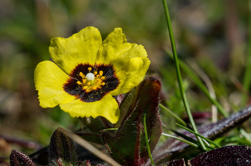 Xolantha Tuberaria guttata