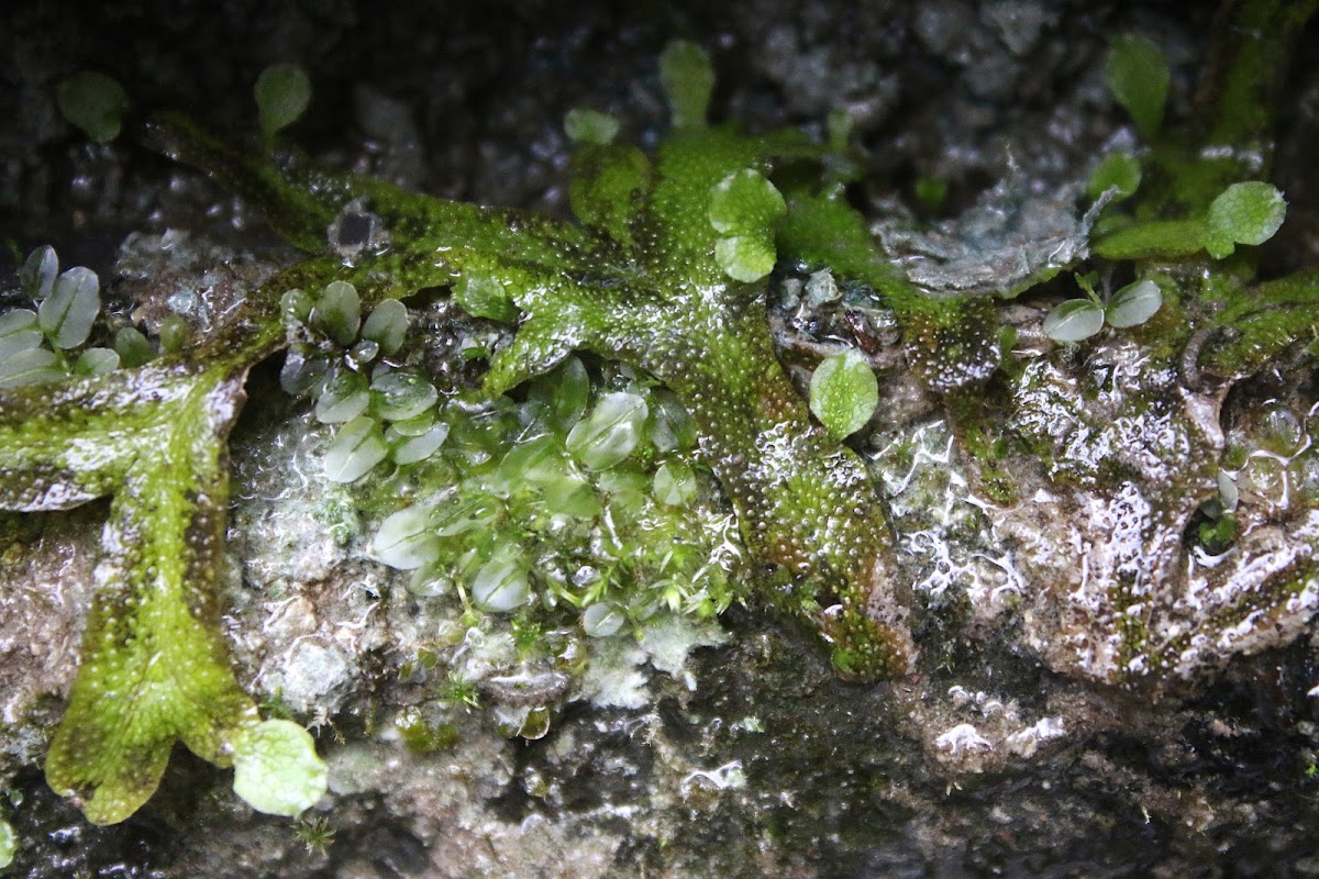 Snake liverwort