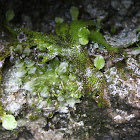 Snake liverwort