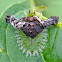 Tortoise beetle larvae