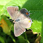 Gray Hairstreak