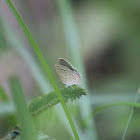 Lesser Grass Blue