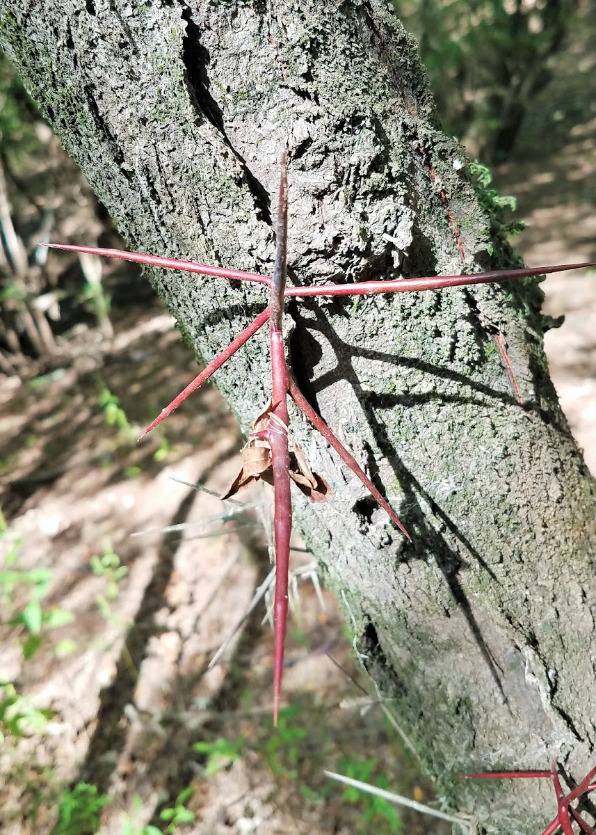 Honey locust