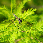 Blue Dasher Dragonfly