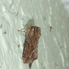 Gray Woodgrain Moth