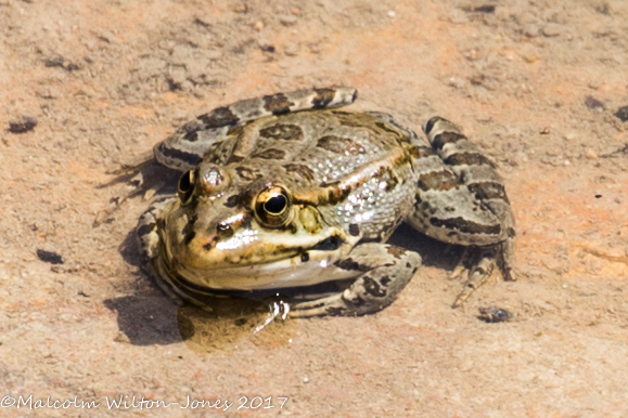 Iberian Water Frog