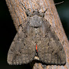 Sweetheart Underwing Moth