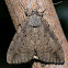 Sweetheart Underwing Moth