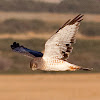 Northern Harrier