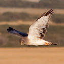 Northern Harrier