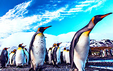 Animals Penguins Wallpapers New Tab small promo image