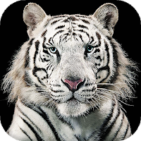 White Tiger Live Wallpaper Backgrounds