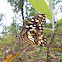 Lime Swallowtail