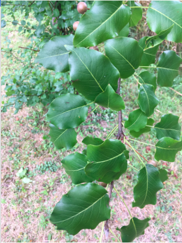 Fringe Tree