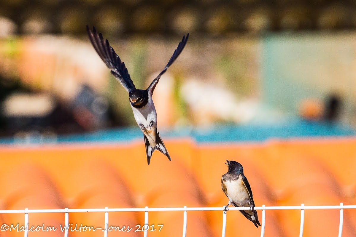 Barn Swallow; Golondrina Común