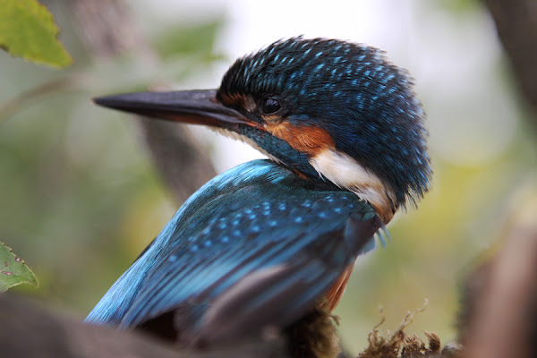 MALACHITE KINGFISHER di misantrope