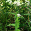 Common Boneset