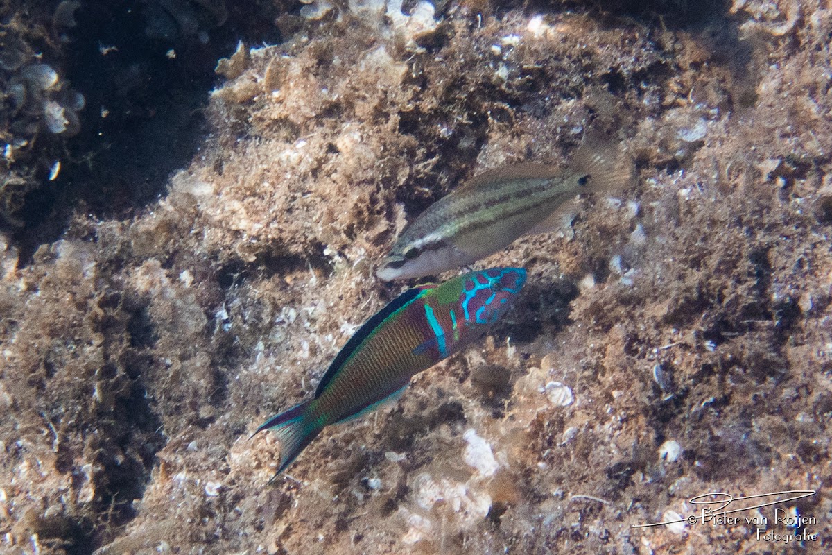 Ornate wrasse