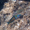 Ornate wrasse