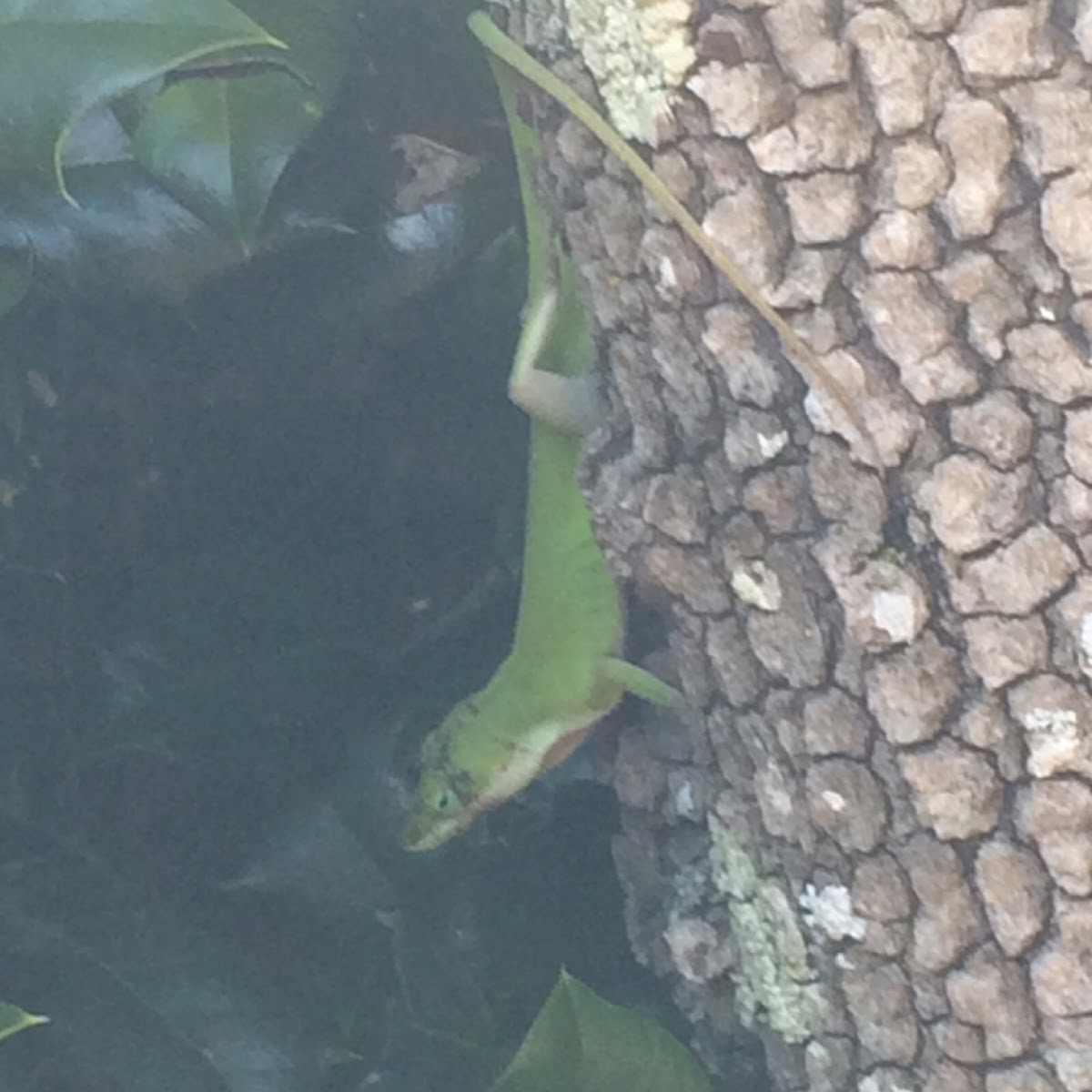 Green Anole