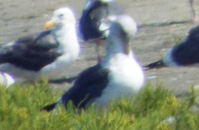 Western Gull