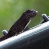 Brown Anole