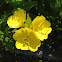 Evening primrose